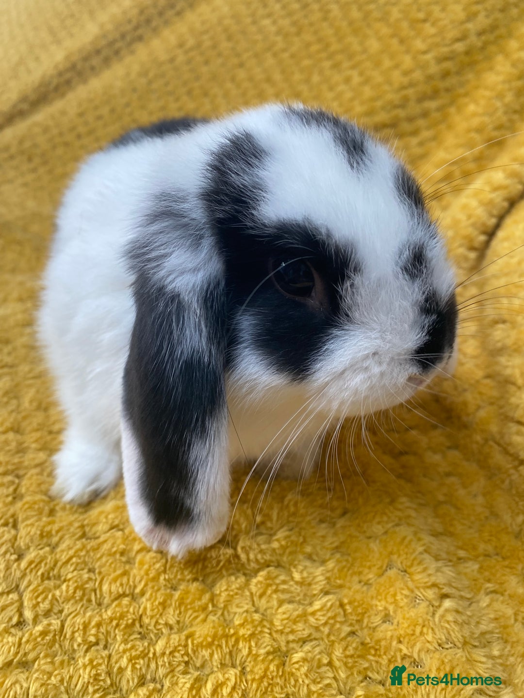 Mini Lop rabbits for sale: Male mini lop for sale - Image 5