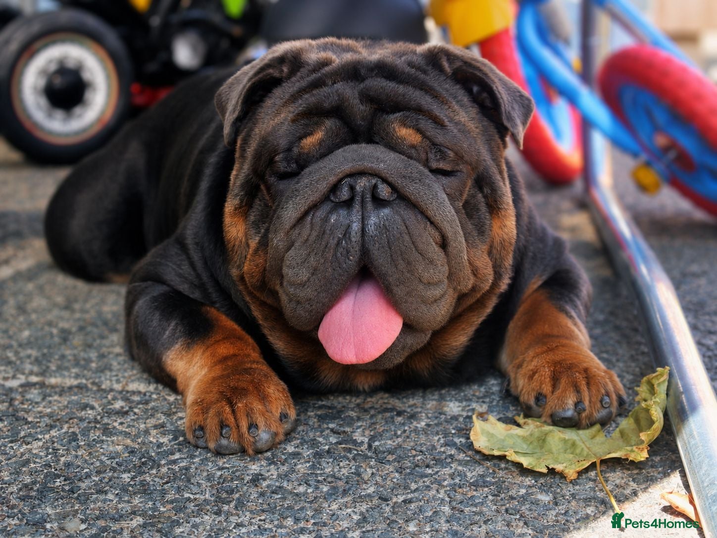 English Bulldog dogs PROVEN KC Blue & Tan Bulldog for Stud - Advert 1