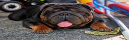 English Bulldog dogs for stud: PROVEN KC Blue & Tan Bulldog for Stud - Advert 1