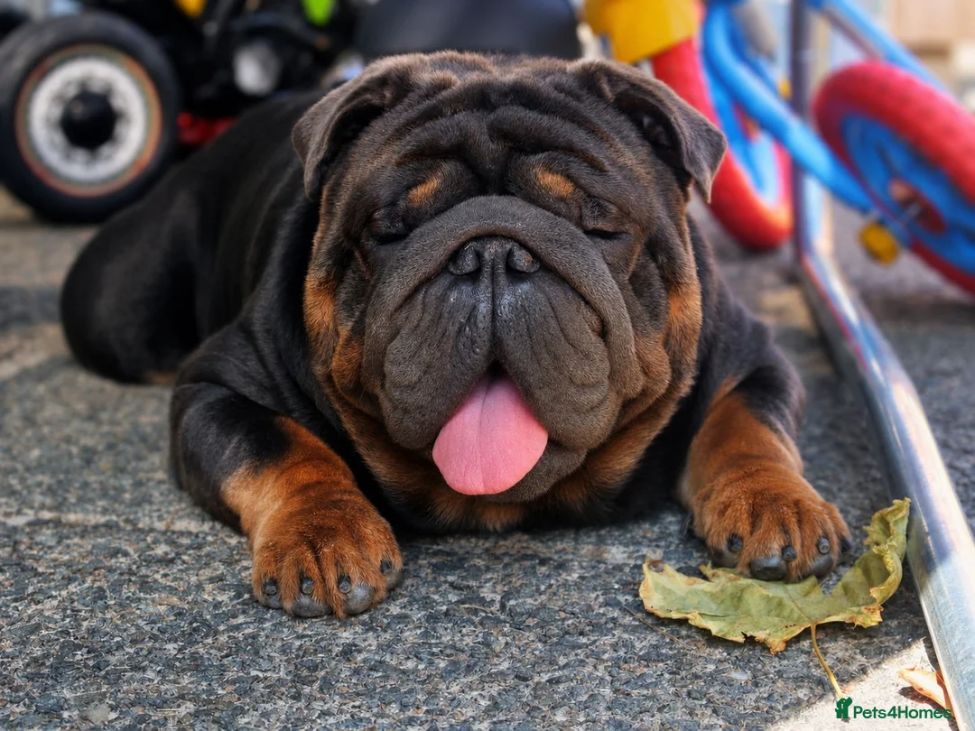 English Bulldog dogs for stud: PROVEN KC Blue & Tan Bulldog for Stud - Advert 1