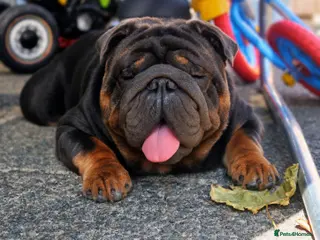 English Bulldog dogs PROVEN KC Blue & Tan Bulldog for Stud - Advert 1