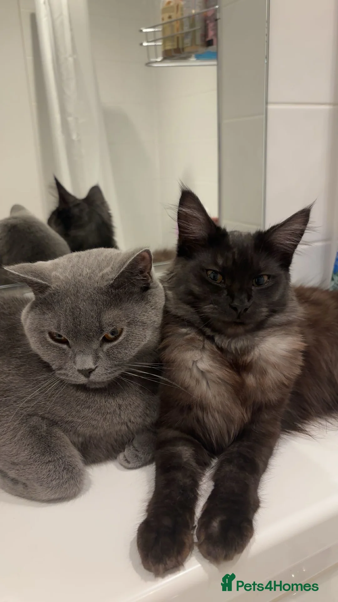 Maine Coon cats for sale: 🐾 Beautiful Black Maine Coon–Type Female🖤 - Advert 3