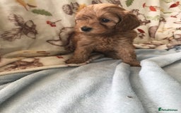 Cavapoo dogs for sale: F1B cavapoo pups  - Image 7
