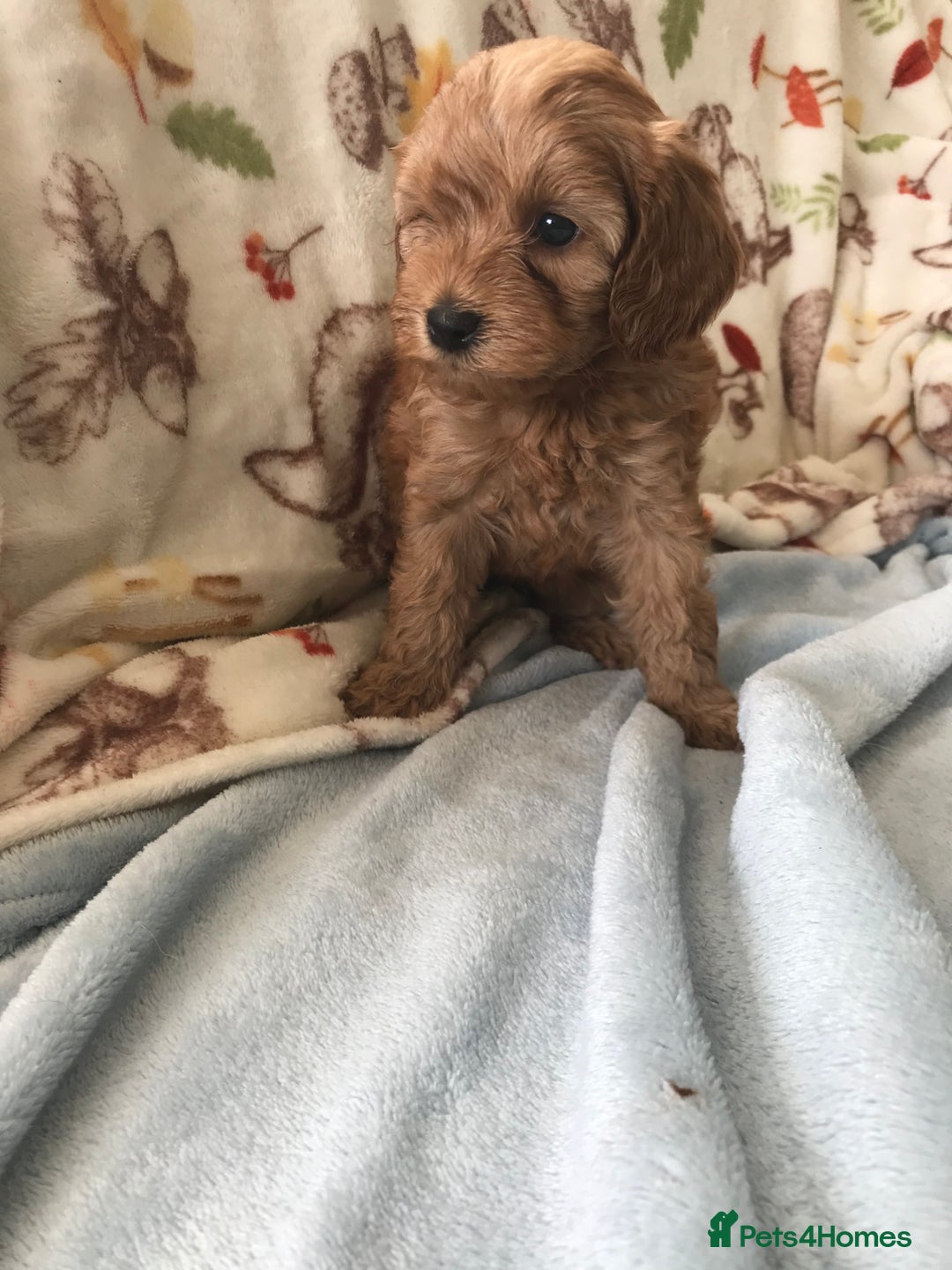 Cavapoo dogs for sale: F1B cavapoo pups  - Image 7