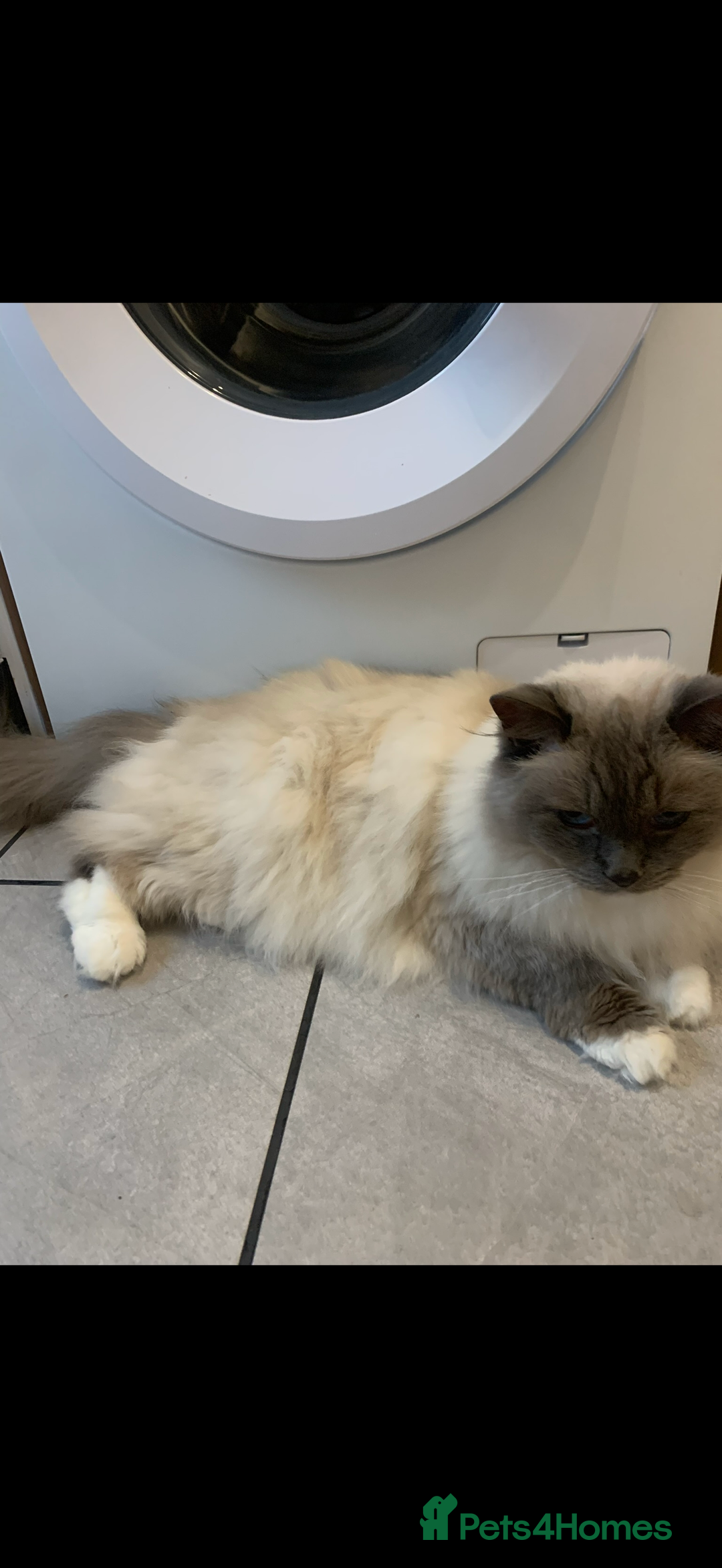 Ragdoll cats for sale: male ragdoll - Advert 1