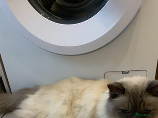 Ragdoll cats male ragdoll - Advert 1