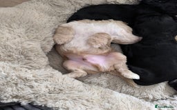 Cockapoo dogs for sale: Adorable Cockapoo puppies  - Image 4