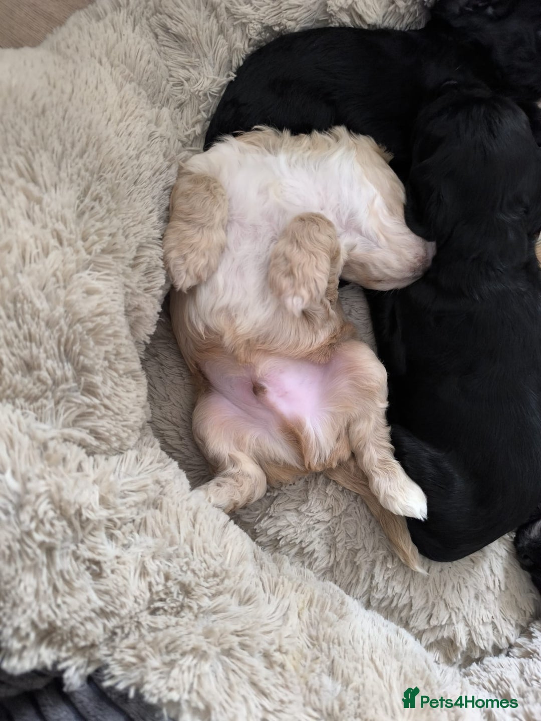 Cockapoo dogs for sale: Adorable Cockapoo puppies  - Image 4