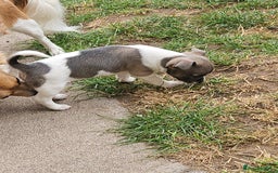 Chihuahua dogs for sale: 3/4 chihuahua 1/4 jack Russell  - Image 3