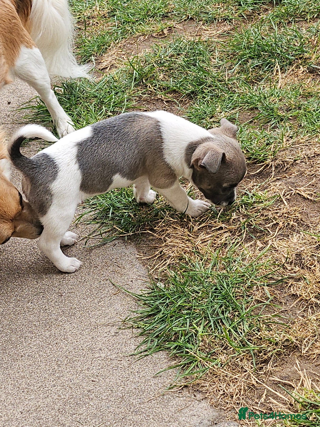 Chihuahua dogs for sale: 3/4 chihuahua 1/4 jack Russell  - Image 3