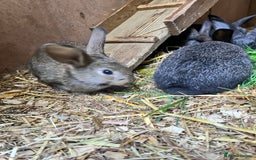 Mixed Breed rabbits for sale: Lovely rabbits well handled - Image 4