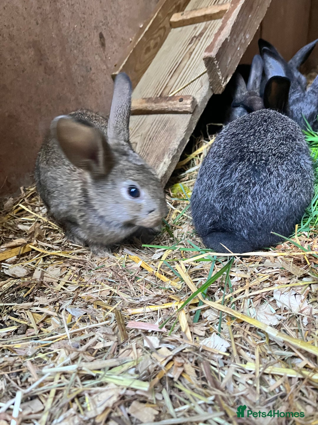 Mixed Breed rabbits for sale: Lovely rabbits well handled - Image 4