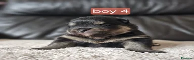 Pomeranian 4