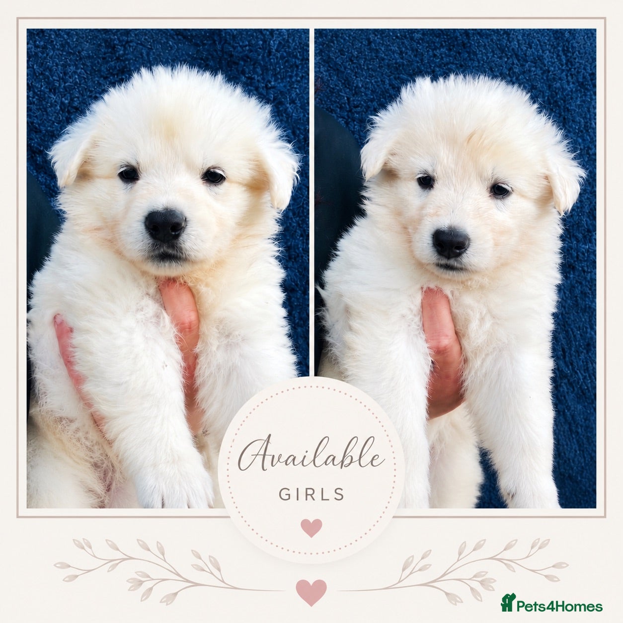 White Swiss Shepherd dogs 🏆KC White Swiss Shepherd pups Champion Bloodlines - Advert 1