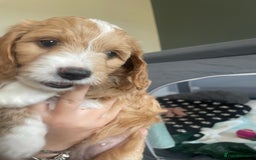 Cockapoo dogs for sale: 4 beautiful cockapoo puppies can be now be viewed  - Image 14