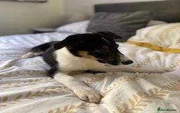 Border Collie dogs for sale: Border collies Dundee  - Image 21