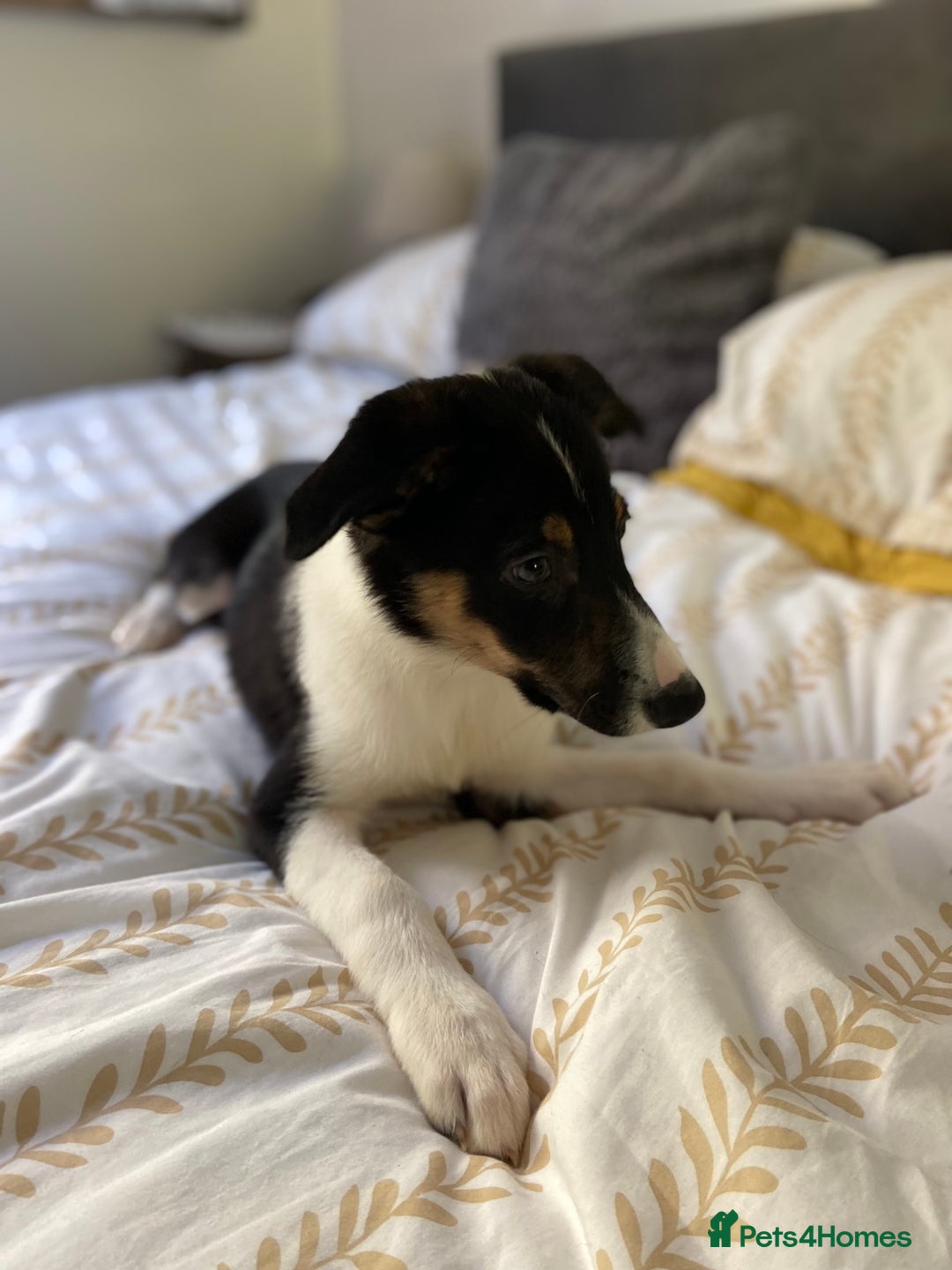 Border Collie dogs for sale: Border collies Dundee  - Image 21