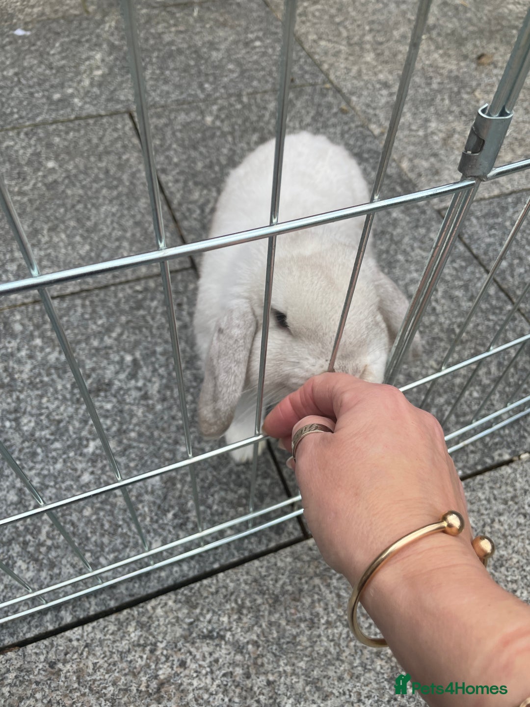 Mini Lop rabbits for sale: Mini lop male - Advert 6