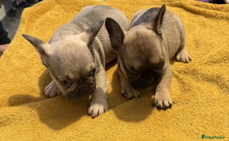 French Bulldog dogs - Advert 1