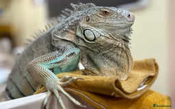 Iguana reptiles for sale: Semi Adult Blue Iguana  - Image 1