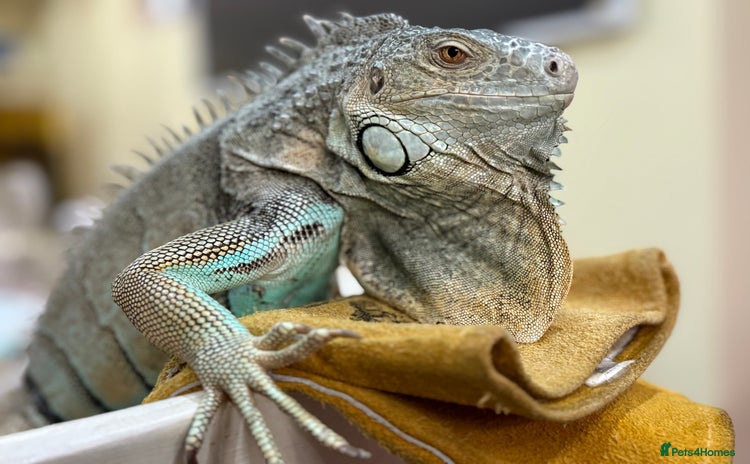 Iguana reptiles - Advert 10
