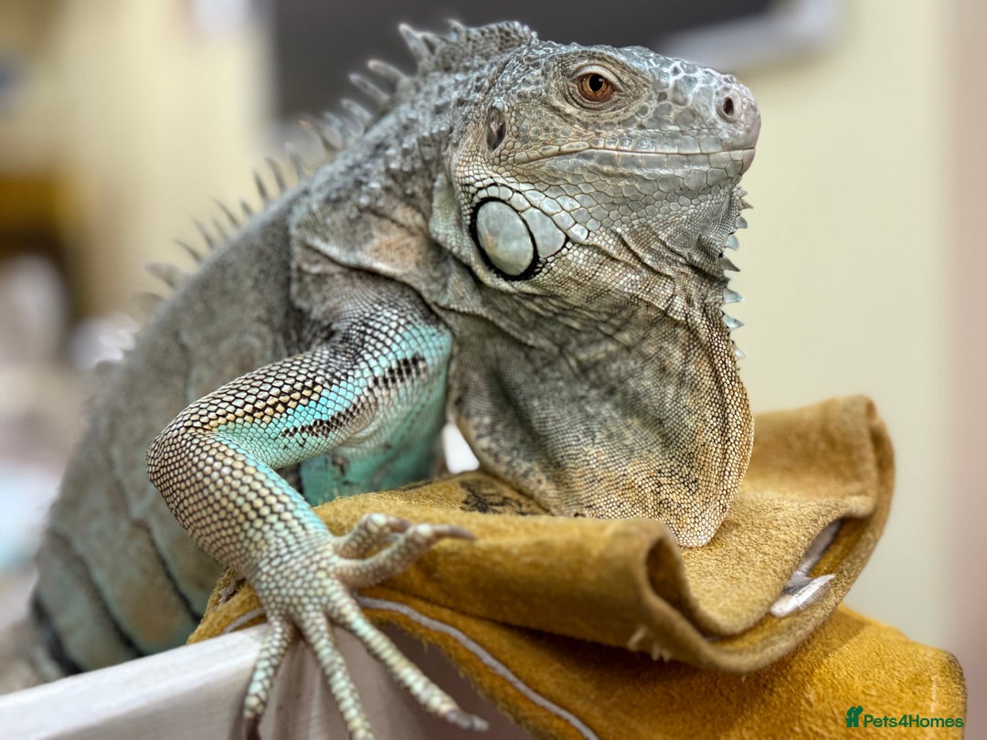 Iguana reptiles for sale: Semi Adult Blue Iguana  - Image 1