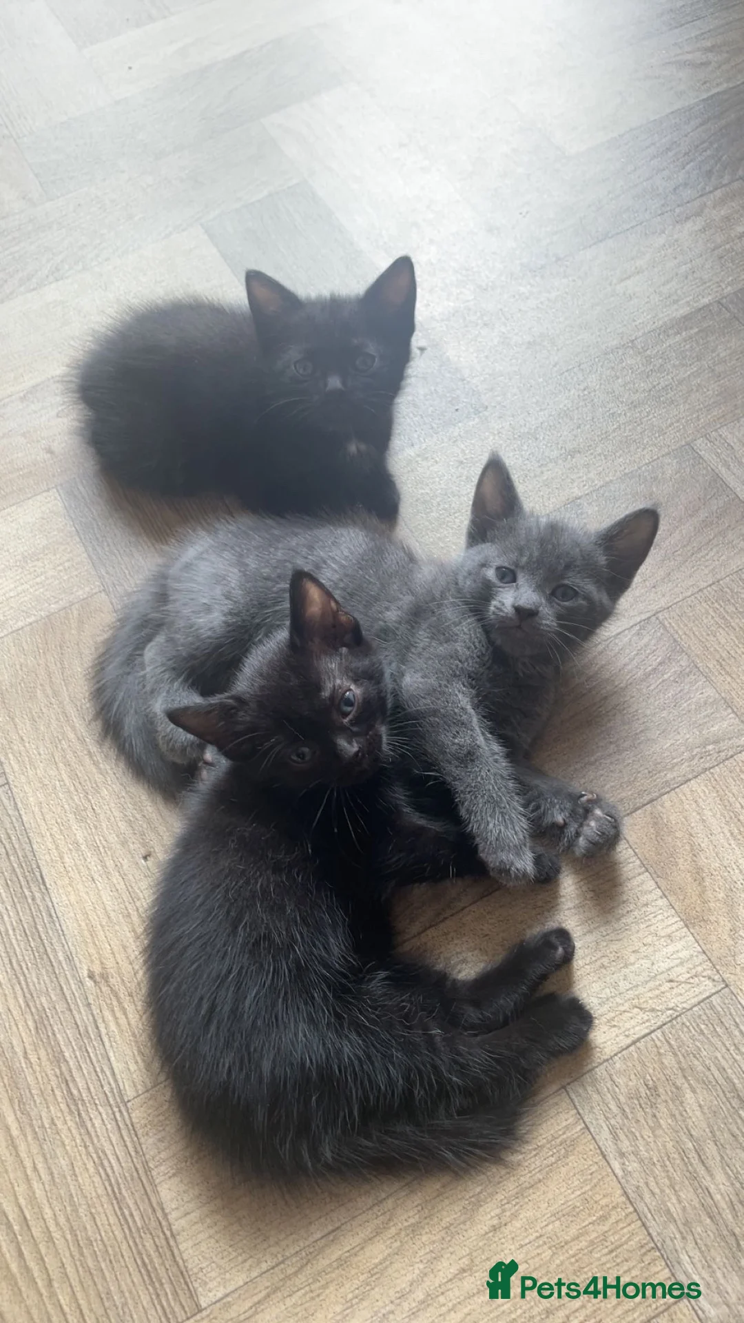 European cats for sale: Cats for sale  - Advert 2