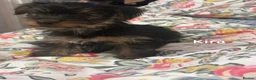 Yorkshire Terrier dogs for sale: Adorable Yorkshire Terrier Puppy Ready for Love - Advert 7