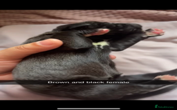 Cane Corso dogs for sale: Cane Corso first litter of puppies !! - Image 10