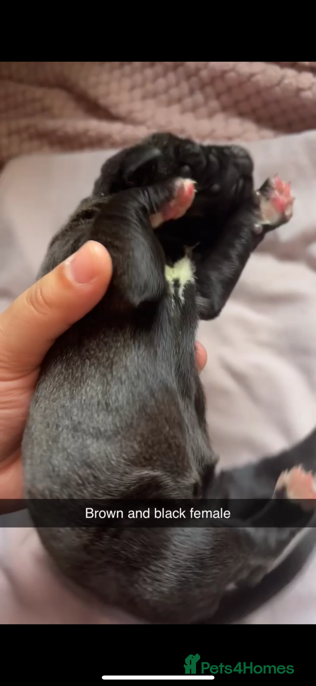 Cane Corso dogs for sale: Cane Corso first litter of puppies !! - Image 10