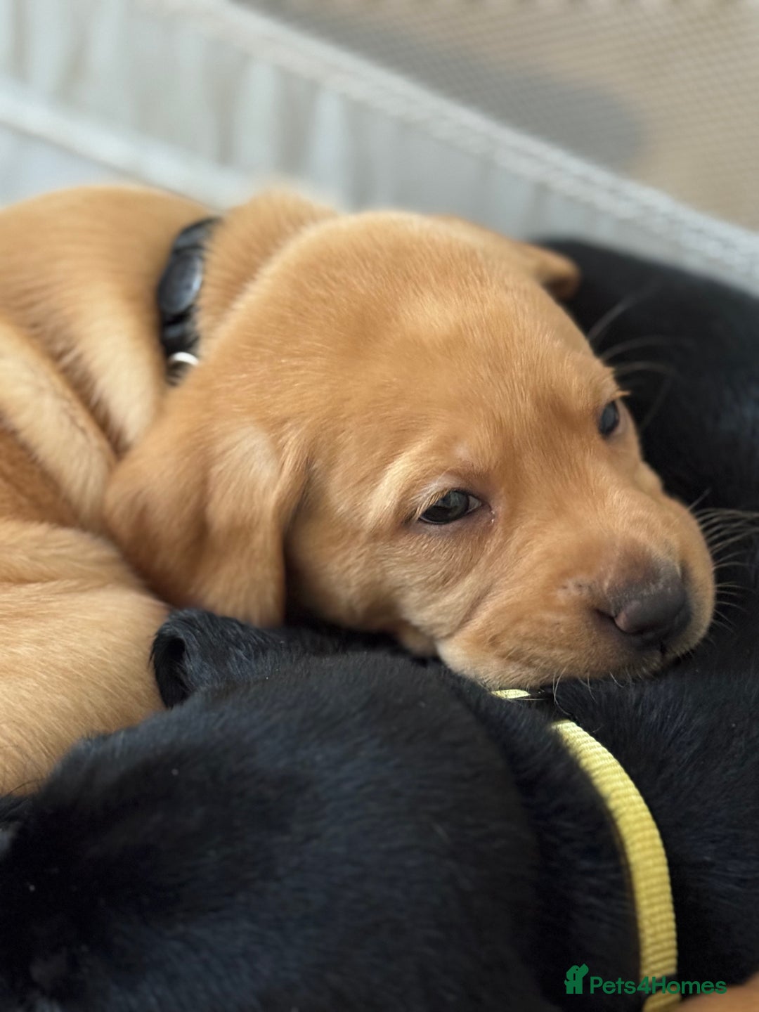 Labrador Retriever dogs for sale: 2 tan boy Labrador pups - Advert 4