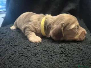 Miniature Dachshund dogs Pedigree Long Haired Mini Dachshund Puppies - Advert 16