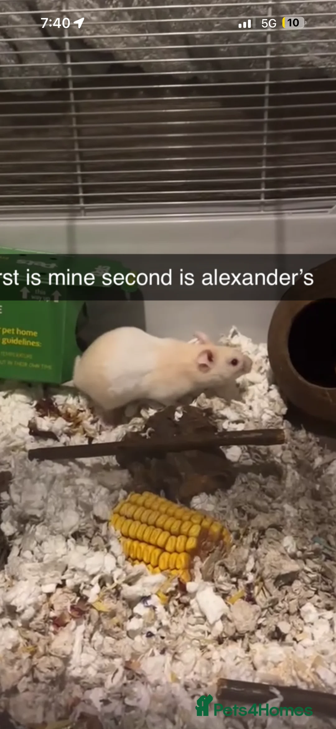 Hamster rodents for sale: male syrian hamster  - Advert 2