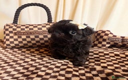 Shih Tzu dogs for sale: Stunning KC chocolate imperial Shihtzu puppies - Image 14