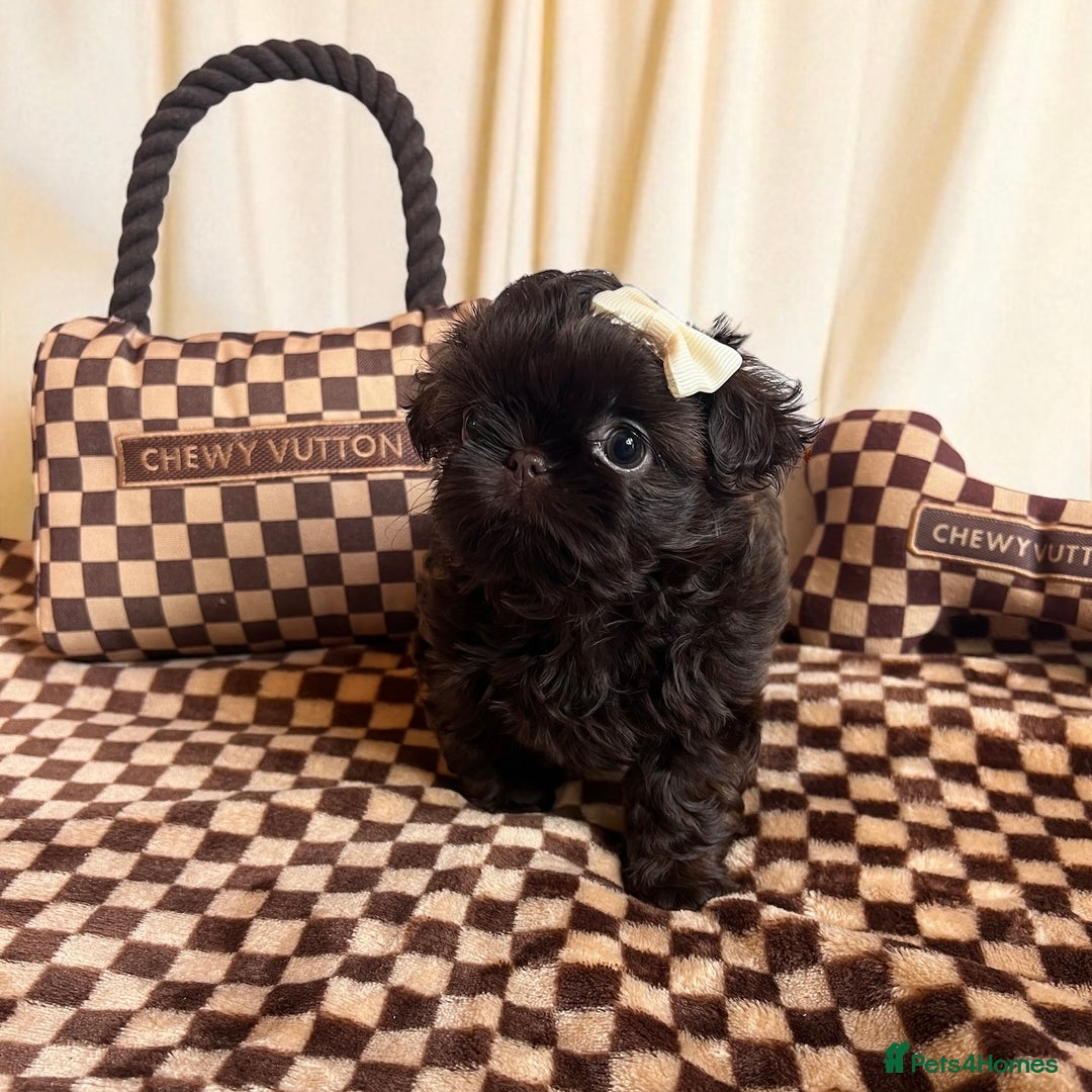 Shih Tzu dogs for sale: Stunning KC chocolate imperial Shihtzu puppies - Image 14