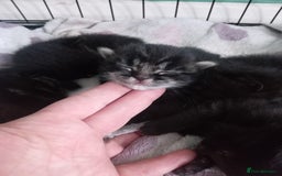 Mixed Breed cats for sale: 4 kittens available  - Image 4
