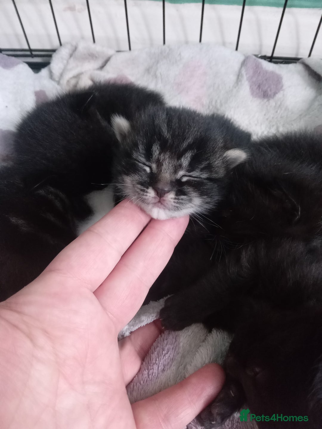 Mixed Breed cats for sale: 4 kittens available  - Image 4