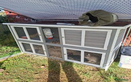 Dwarf Lop rabbits for sale: 2 female rabbits  - Advert 3