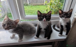 Maine Coon cats for sale: Beautiful half maine coon kitten - Image 5