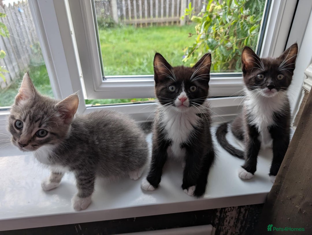Maine Coon cats for sale: Beautiful half maine coon kitten - Image 5