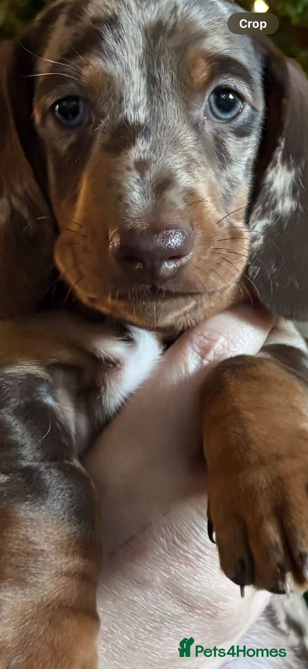 Dachshund dogs Standard dachshund puppies - Advert 5