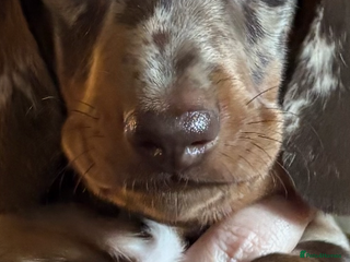 Dachshund dogs Standard dachshund puppies - Advert 5