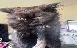 Persian cats for sale: Persian kitten for sale  - Image 8