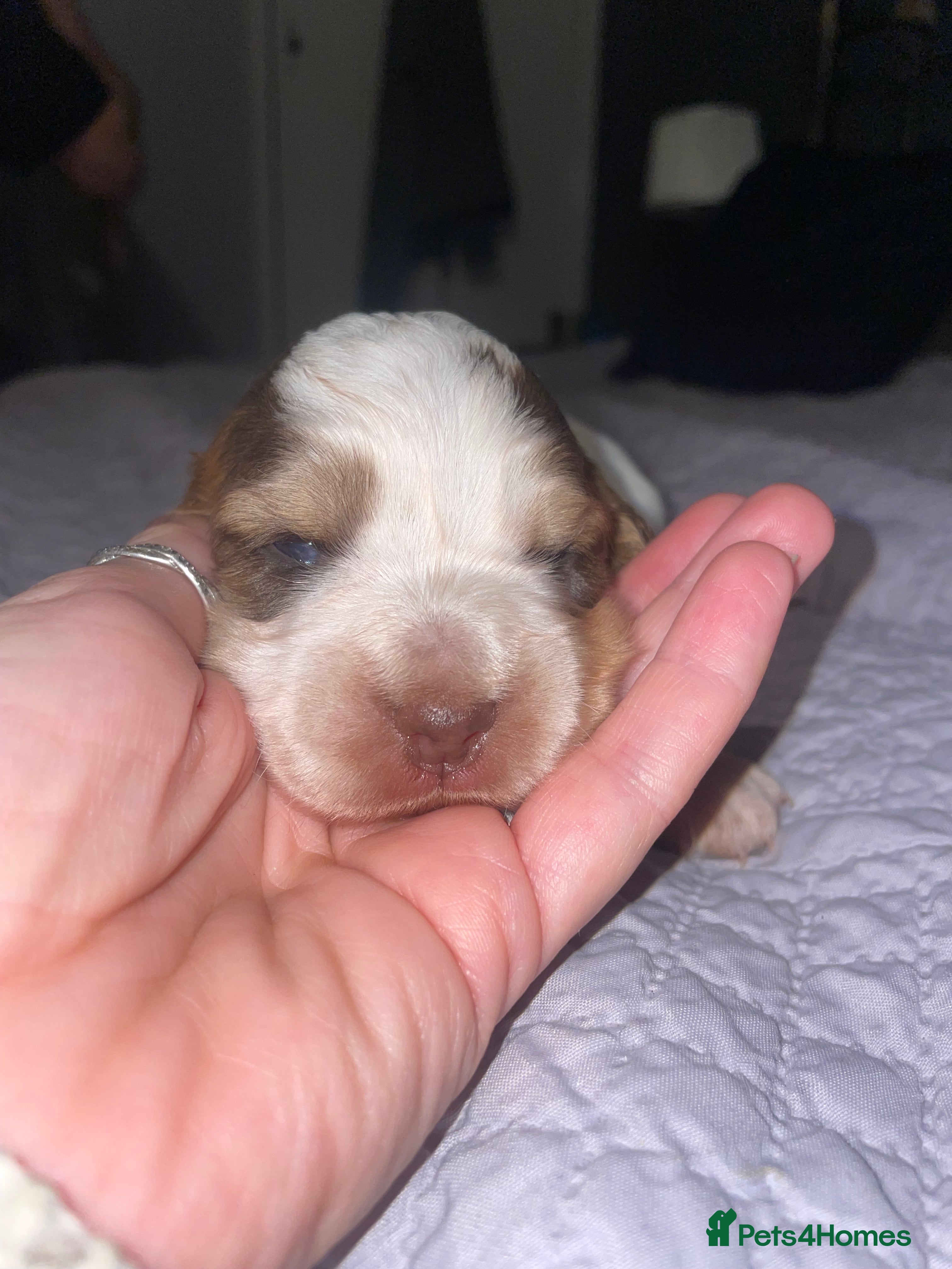 Cocker Spaniel dogs Beautiful health tested Cocker spaniel pups  - Advert 2