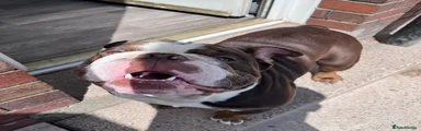 English Bulldog 1