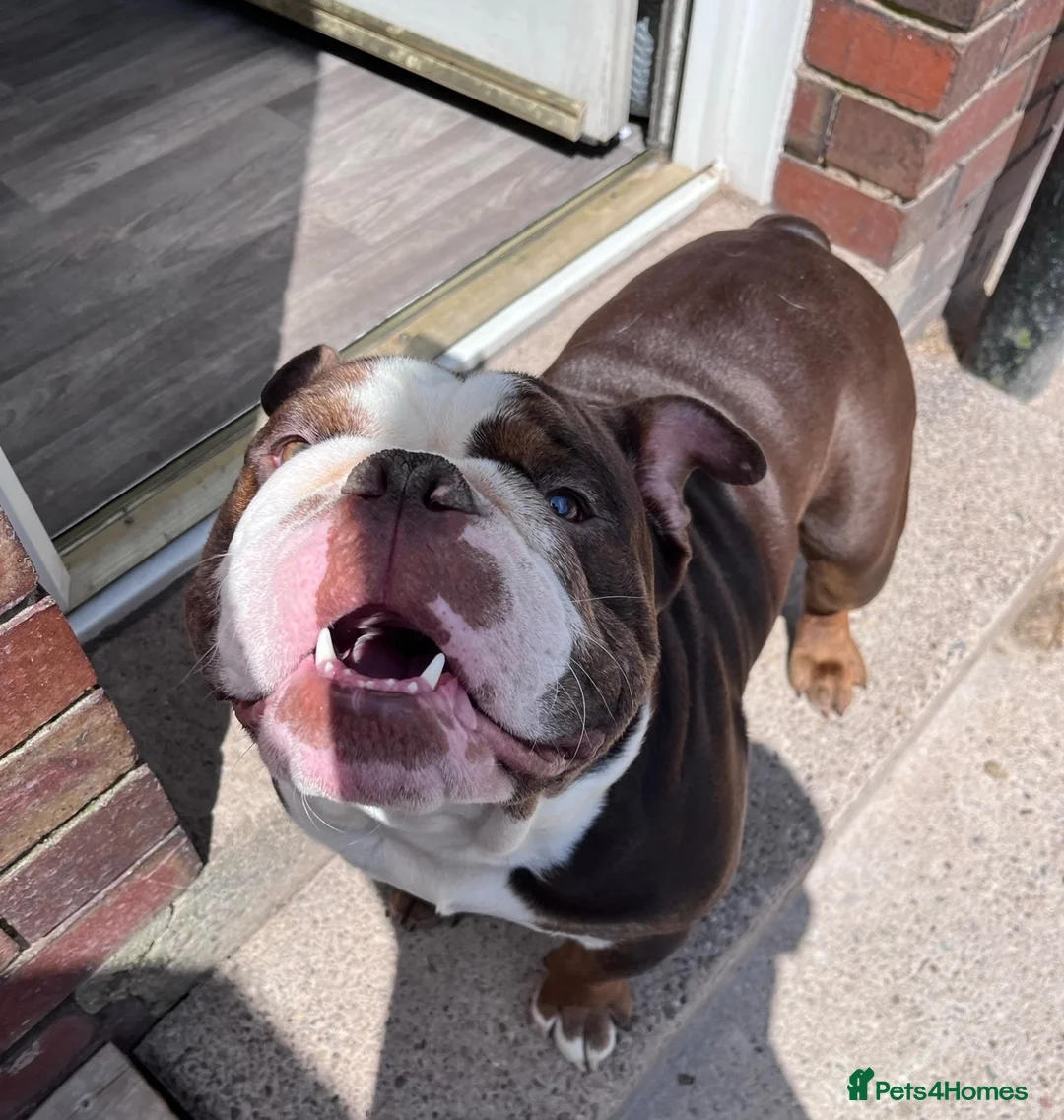 English Bulldog dogs for sale: Chocolate & White Bulldog & Blue Merle  - Advert 1