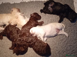 Mini Goldendoodle dogs Gorgeous Miniature Double Doodle puppies - Advert 16