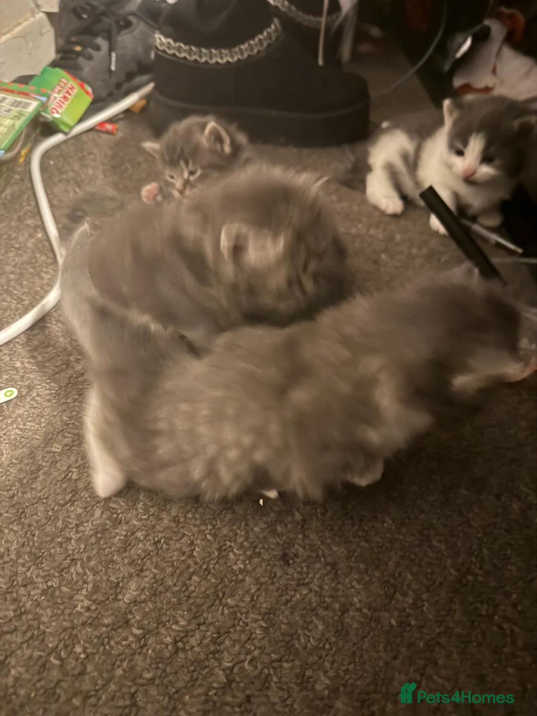 Norwegian Forest Cat cats for sale: Fluffy purrfeecctt bundles of love  - Advert 3