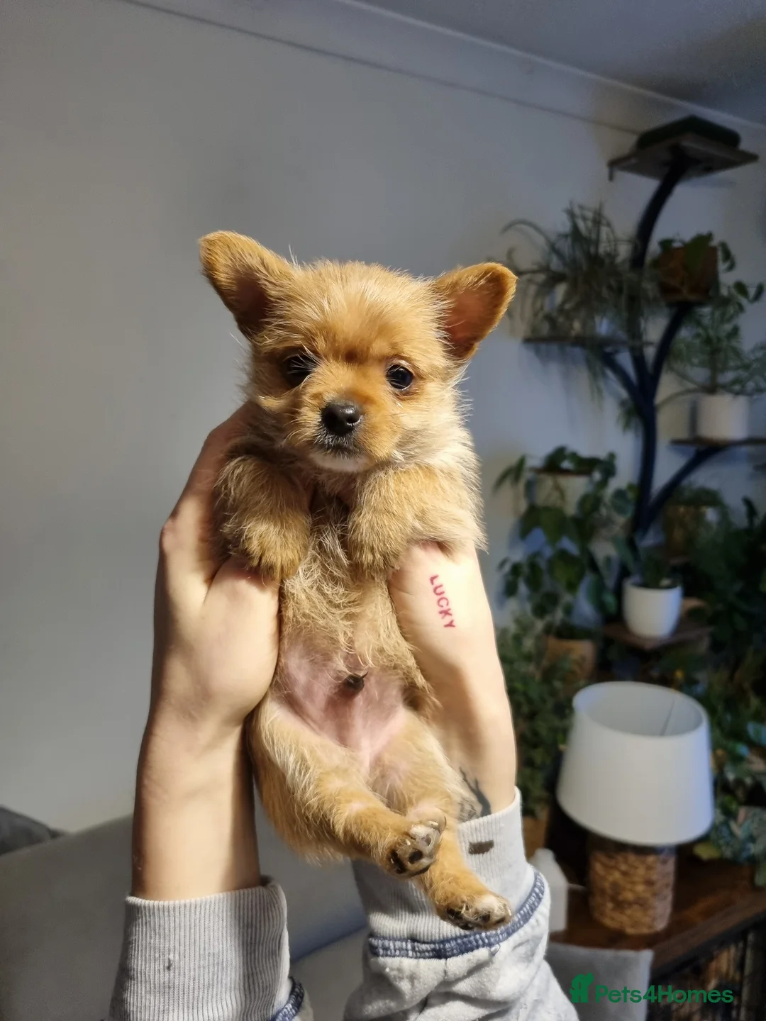 Mixed Breed dogs for sale: 3 Mixed breed puppies  - Advert 18