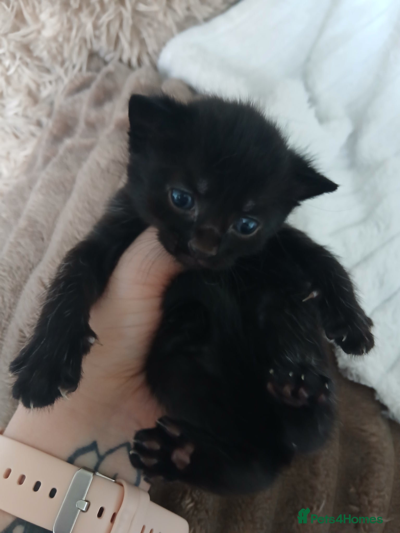 British Shorthair cats Kittens for sale - Advert 2